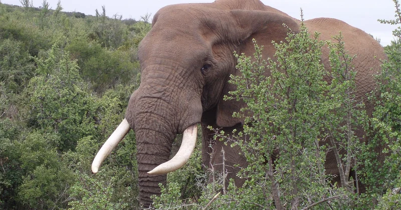 Was die Zukunft für Afrikas Gebirge bedeutet
