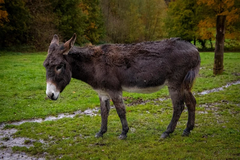 Was passiert bei zu frühem oder zu spätem Wechsel?