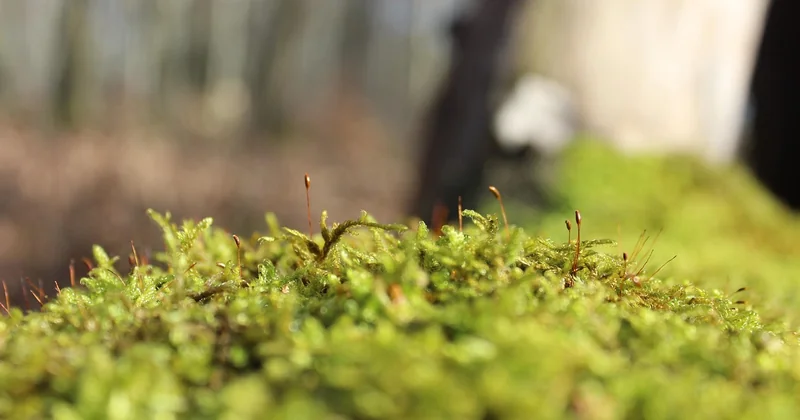Der Baum mit Geldgeschenk kombinieren – so geht’s geschmackvoll